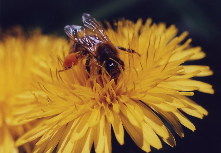 Löwenzahn und Biene